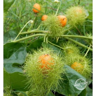 Hạt giống cây nhãn lồng - Gói 30 hạt
