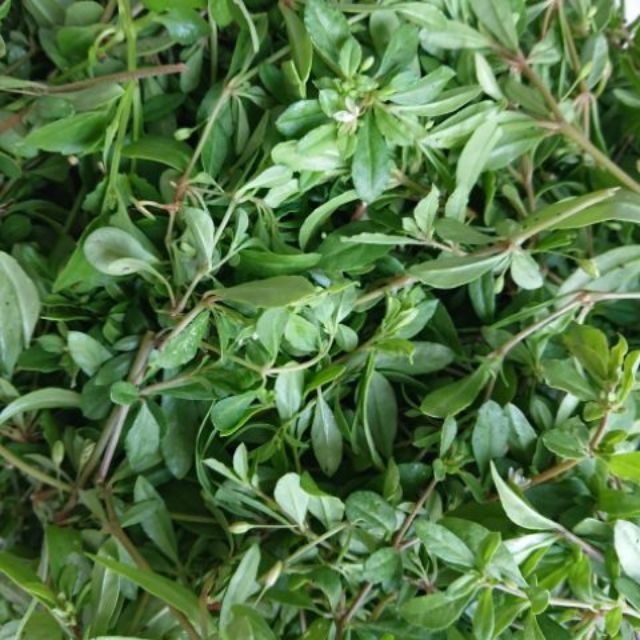 Hạt giống rau đắng đất - Gói 0.1gram