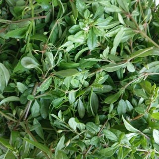 Hạt giống rau đắng đất - Gói 0.1gram