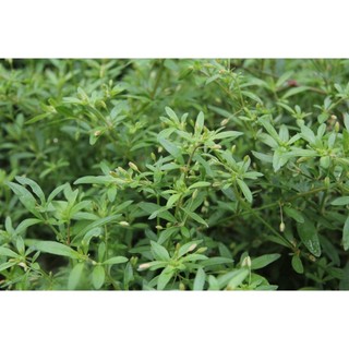 Hạt giống rau đắng đất - Gói 0.1gram
