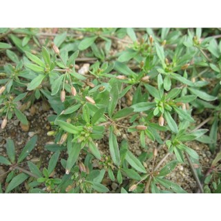 Hạt giống rau đắng đất - Gói 0.1gram