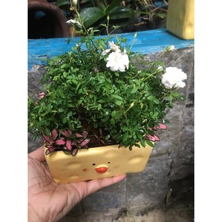 Chậu gốm hoa hồng siêu nụ mini ất cơ cute # chậu cây đang nụ_chuẩn bị hoa_hoặc đang hoa