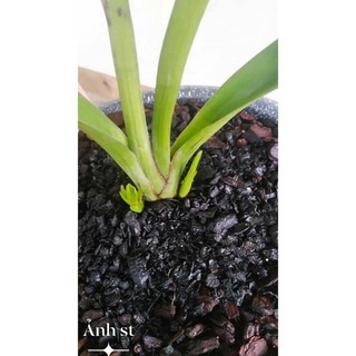 vỏ lạc hun trồng cây