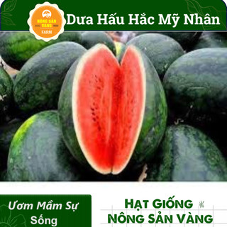 Hạt giống dưa hấu hắc mỹ nhân , vỏ mỏng, mọng nước, ngọt lịm - nông sản vàng