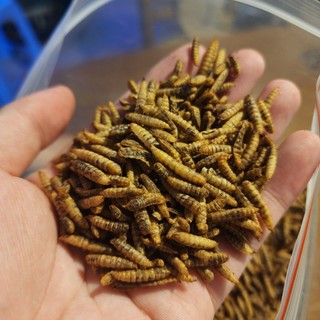 Gói 10gr sâu canxi sấy khô thức ăn cá rồng - la hán - cá vàng guppy | bổ sung canxi - protein - ấu trùng ruồi lính đen