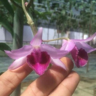 Dã hạc Châu Như