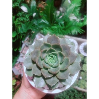 Chậu Sen Đá Nâu