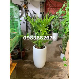Cây trầu bà lá xẻ trồng chậu sứ