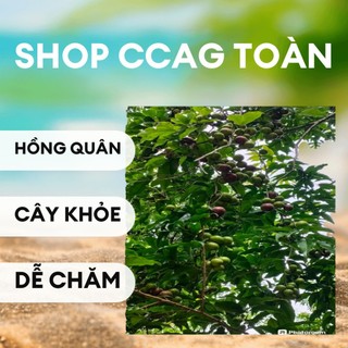 Cây hồng quân. dễ trồng. cao tầm 50cm