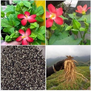 50 hạt sâm bố chính làm giống .