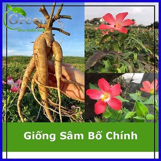 Cây giống sâm bố chính