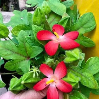 Cây giống sâm bố chính (dược liệu)