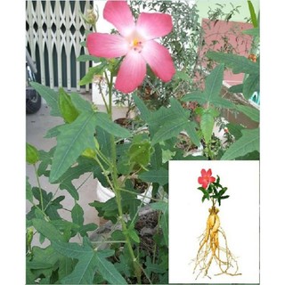 Cây giống sâm bố chính (dược liệu)