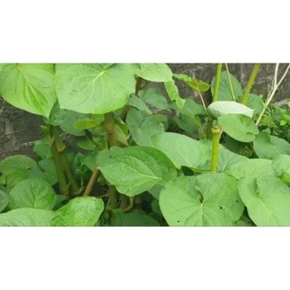 Cành thân già cây dổi đất ăn lá dài 20cm......