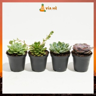 Chậu nhựa cứng mini size nhỏ tròn trồng sen đá xương rồng giá tại xưởng