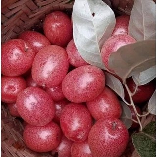 Cây giống nhót ngọt mỹ