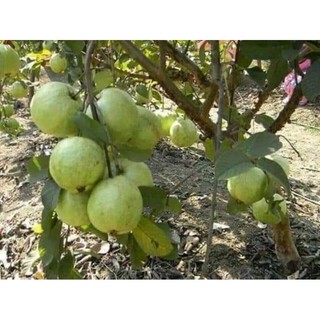 Cây giống ổi găng đông dư tứ quý