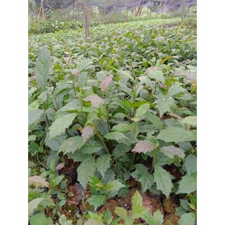 Cây giống xạ đen Hòa Bình