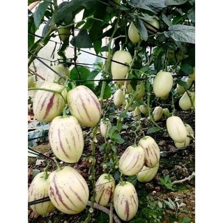 Hạt giống dưa pepino