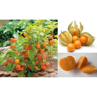 200 hạt giống cây tầm bóp làm giống
