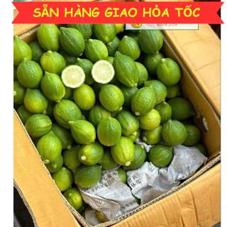 Chanh Quảng Đông Xanh To- Chanh Nước Hoa, Chanh Vàng làm trà chanh giã tay RẺ NHẤT sku071.42