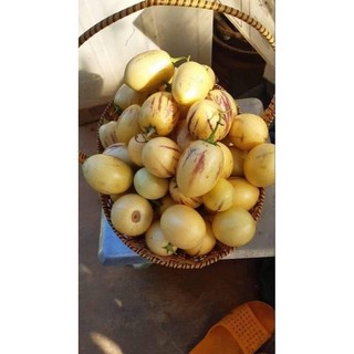 Hạt giống dưa pepino