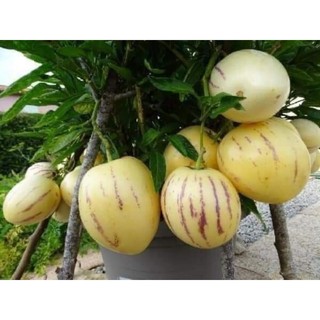 Hạt giống dưa pepino