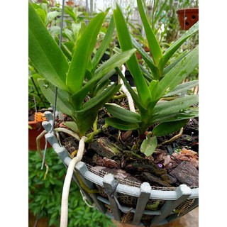 Combo 2 Cây giống lan Hoàng Nhạn Tháng 4