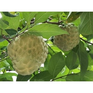 Cây giống na dai ta siêu trái