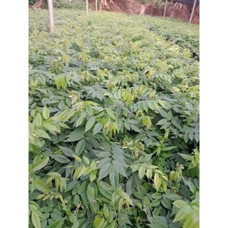 Combo 20 cây sưa đỏ ( chuẩn giống 100%)