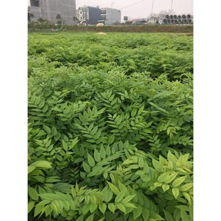 Combo 20 cây sưa đỏ ( chuẩn giống 100%)