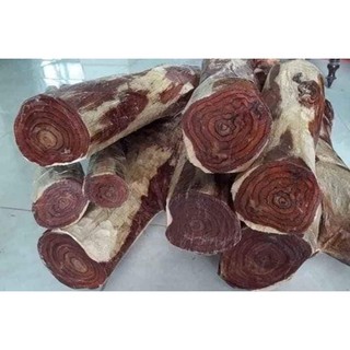 Combo 20 cây sưa đỏ ( chuẩn giống 100%)