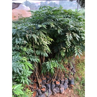 Combo 20 cây sưa đỏ ( chuẩn giống 100%)