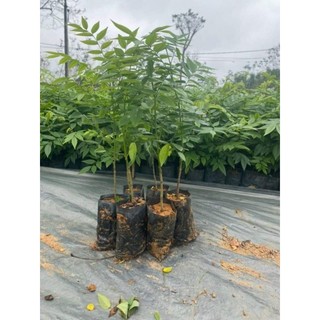 Combo 20 cây sưa đỏ ( chuẩn giống 100%)