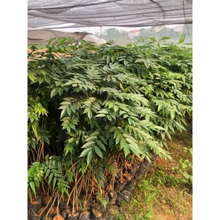 Combo 20 cây sưa đỏ ( chuẩn giống 100%)