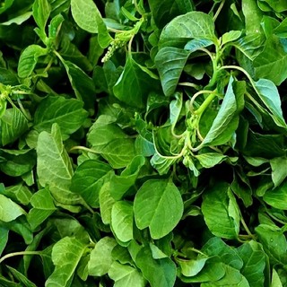 Hạt Giống Rau Dền Cơm - Rau Ăn Lá Dễ Trồng, Nảy Mầm Nhanh TR47