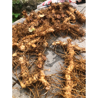 củ cát lồi (mía dò ) tươi giá rẻ