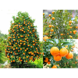 Tắc chua đang trái