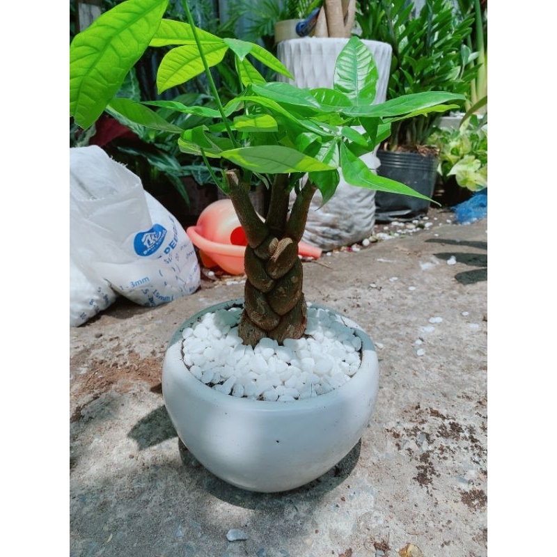 Chậu Kim Ngân Thắt Bính 3 Thân 45cm