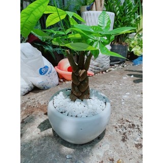 Chậu kim ngân thắt bính 3 thân 45cm