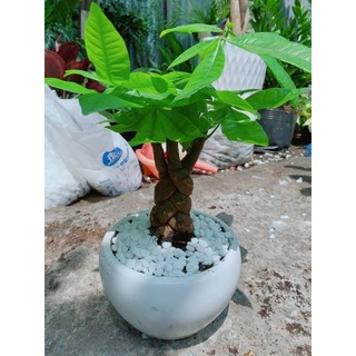 Chậu Kim Ngân Thắt Bính 3 Thân 45cm