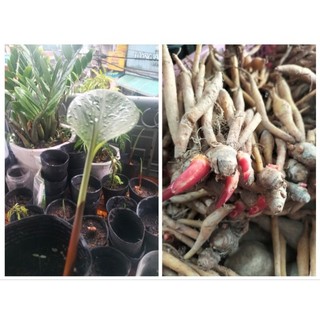 🌿cây giống ngải bún - củ giống ngải bún