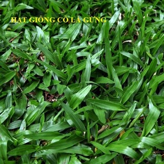 "gói 100 hạt" hạt giống cỏ lá gừng - cỏ lá tre