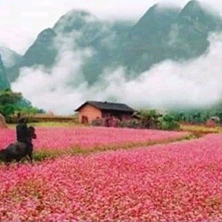 (1kg] hạt giống hoa tam giác mạch hà giang