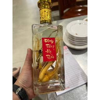 Chai Thuỷ Tinh Vuông Dẹp 500ml Nắp Nhựa Mạ Vàng Cao Cấp đựng rượu MS17