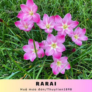 Huệ mưa đơn Rarai hồng đẹp, hoa chiêu tài dễ trồng
