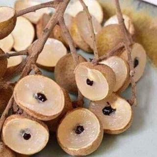 Cây giống nhãn chín sớm hạt lép