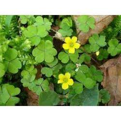 [Nhu_Mai_Garden]Cây giống Chua Me Đất (cây me chua đất) hoa vàng