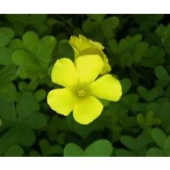 [Nhu_Mai_Garden]Cây giống Chua Me Đất (cây me chua đất) hoa vàng