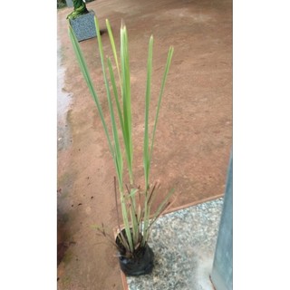 Chậu giống sả